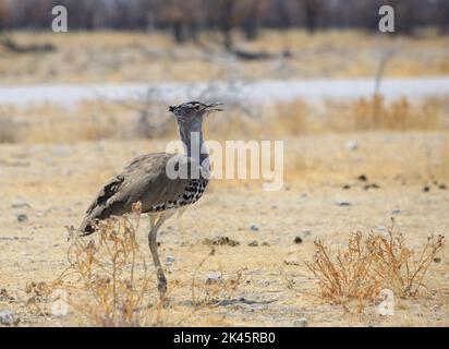 Kori Bustard (Ardeotis kori) Vogel steht auf dem gelben trockenen Gras im Etosha National Park, Namibia. Sie sind der größte fliegende einheimische Vogel in Afrika Stockfoto