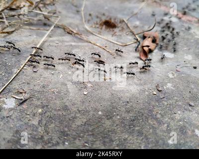 Nahaufnahme des Black Garden Ameisenweges. uttarakhand Indien Stockfoto