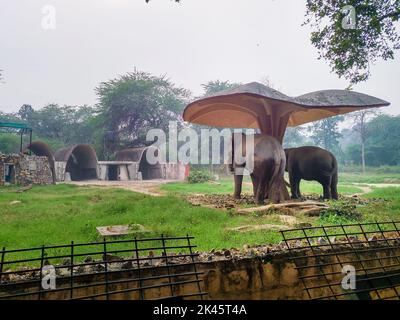 November 2. 2019. Neu Delhi Indien. Ein Paar asiatischer Elefanten im Schatten des Delhi Zoo. Stockfoto