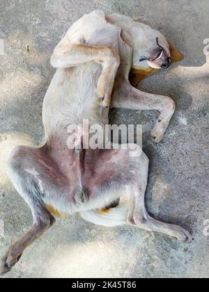 Ein weißer und brauner indischer Pariah streunender Hund schläft in einer verspielten Pose den Bauch auf. Uttarakhand Indien. Stockfoto