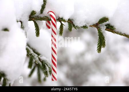 Weihnachts-Zuckerrohr hängt an einem mit Schnee bedeckten Tannenzweig. Feen Winterwald, Hintergrund für Neujahrsfeier, kaltes Wetter Stockfoto
