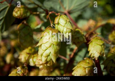 Grüne Kaskade-Hopfenblüten humulus lupulus wächst im Herbst in großbritannien Stockfoto