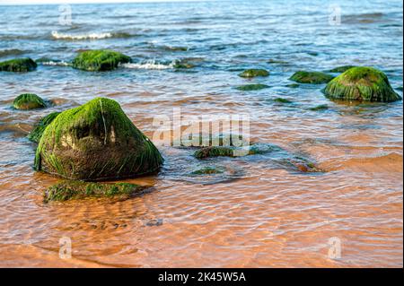 Meeresalgen auf Stein im Wasser. Grüner Seegras bedeckter Felsbrocken an der Küste Stockfoto