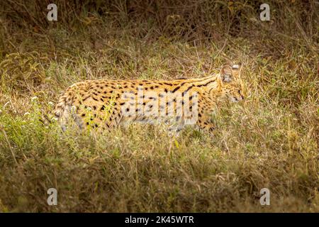 Eine servale Katze in der Wildnis der Serengeti, Tansania Stockfoto