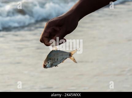 Fischer, die einen toten Fisch aus dem Meer tragen Stockfoto