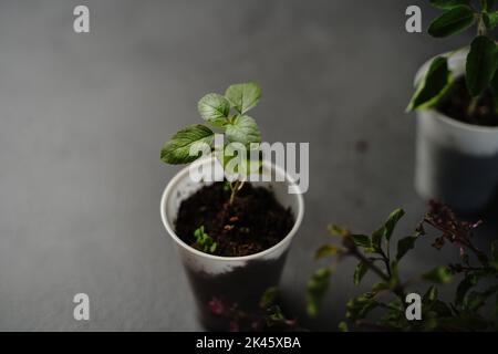 Junge Tulsi Thulsi Pflanze wächst in einem Topf, selektiver Fokus Stockfoto