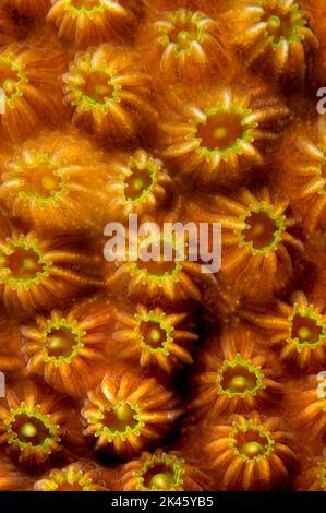 Nahaufnahme der filigranen, steinigen Korallen, die Riff bauen, zeigt die komplizierten und zerbrechlichen Details des Lebens unter dem karibischen Ozean. Stockfoto