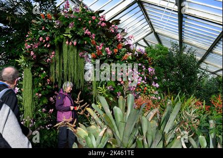 2019 Orchideenfest in Kew Gardens Stockfoto