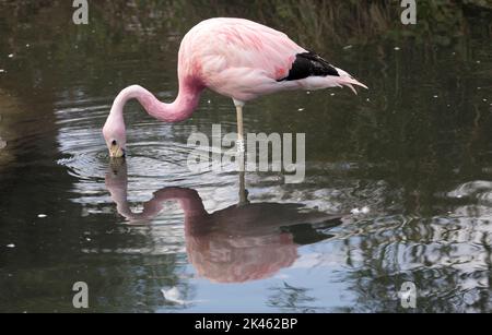 Andenflamingo Phoenicoparrus andinus Fütterung im Wildfowl and Wetlands Trust, Slimbridge, Großbritannien Stockfoto