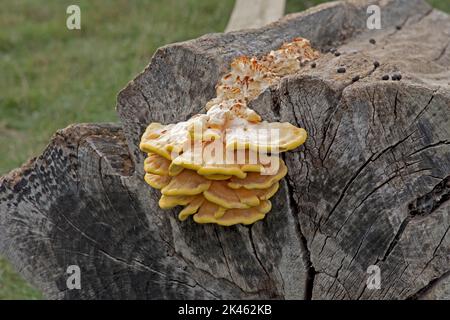Huhn aus dem Wald Bracket Pilz Laetiporus sulfureus auf alten Baumstumpf bei All Things Wild, Honeybourne, Großbritannien Stockfoto