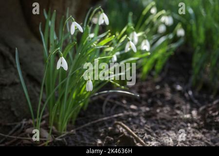 Schneeglöckchen mit weißen Blüten, die neben einem dunklen Baum wachsen, erste Blüten im Winter oder frühen Frühjahr in Garten, Park und Wald, Kopierraum, ausgewählt fo Stockfoto