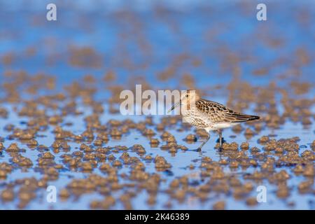 Dunlin, Calidris Alpina, Wandern entlang eines Wasserrands an einem Strand. Stockfoto