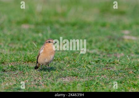 Weibliche Weide, Oenanthe Oenanthe, auf Gras im Garten Stockfoto