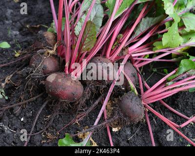 Frisch geerntete Bio-Rüben liegen auf dem Boden. Nahaufnahme. Stockfoto