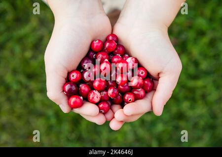 Ansicht von Kinderhänden, die einen Haufen frischer roter Cranberries halten, die als Vaccinium oxycoccos oder aus dem Sumpf geerntet werden. Gesunder Snack. Stockfoto