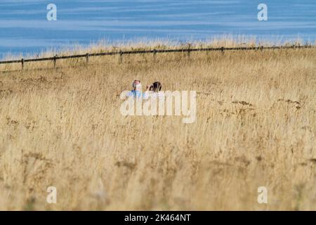 Eingetaucht in die Vogelbeobachtung und die Naturpfade an den Bempton Cliffs, können Besucher Vögel und Insekten in den hohen trockenen Gräsern beobachten. Yorkshire UK Stockfoto