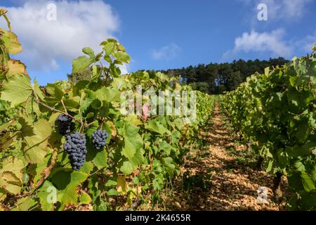 Savigny-lès-Beaune Stockfoto