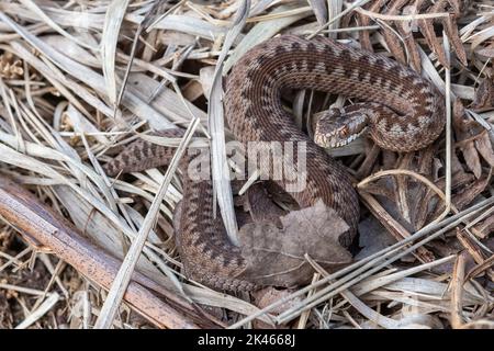 Babyadder (Vipera berus) in der Landschaft von Hampshire im September, England, Großbritannien. Juveniles oder unreifes Schlangenreptiltier. Stockfoto