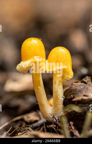 Hellgelbe Fliegenpilze mit Kiemen, die im Herbst auf Waldboden wachsen, England, Großbritannien. Stockfoto