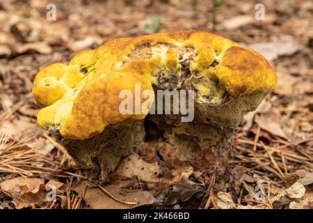 Färbepilz, auch Färberpolypore (Phaeolus schweinitzii) genannt, auf Waldboden im Herbst oder september, England, Großbritannien Stockfoto