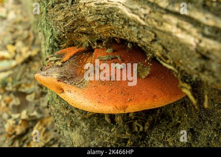 Beefsteak-Pilz (Fistulina hepatica) auf Eiche in Laubwäldern im Herbst, Großbritannien Stockfoto