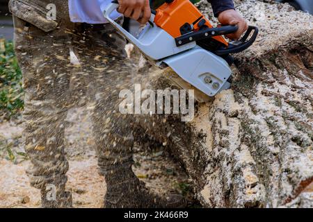 Arbeiter mit Kettensäge sägt Bäume, während ein Hurrikan durchweht, was auf den Asphalt fällt Stockfoto