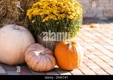 Gelbe und orangefarbene Kürbisse auf der Messe. Kürbisse in Körben und Boxen. Viele verschiedene Kürbisse zum Verkauf. Konzept von Herbst, Ernte und Feier Stockfoto