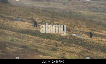 Die Polizei durchsucht ein Gebiet auf Saddleworth Moor im Nordwesten Englands, um nach den Überresten der Leiche von Keith Bennett zu suchen, der 1964 von den Mors-Mördern Myra Hindley und Ian Brady getötet wurde. Bilddatum: Freitag, 30. September 2022. Stockfoto