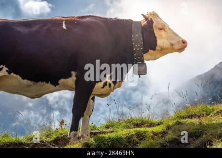 Schweizer Braunkuh in der Alpenlandschaft, Gran Paradiso, Norditalien Stockfoto