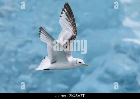 Schwarzbeinige Kittiwake (Rissa tridactyla), Seitenansicht eines im zweiten Jahr auf dem Flug verlaufenden Jugendlichen, Südliche Region, Island Stockfoto