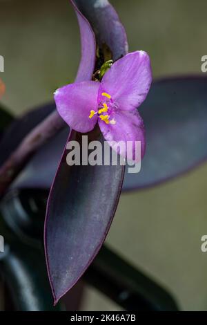 Blüte der Tradescantia pallida purpurnes Herz der Familie der Commelinaceae. Abruzzen, Italien, Europa Stockfoto