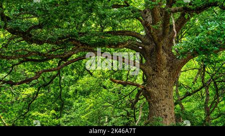 Majestätische Eiche mit großen Ästen und grünem Laub im Naturschutzgebiet Bosco di Sant'Antonio. Pescocostanzo, Abruzzen, Italien, Europa Stockfoto