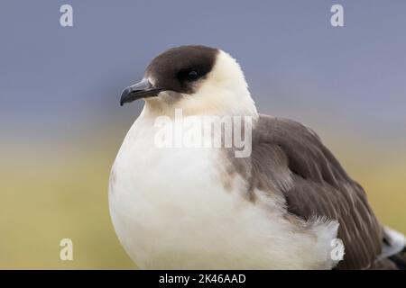 Parasitärer Jaeger (Stercorarius parasiticus), Nahaufnahme eines leichten morphen Erwachsenen, Südliche Region, Island Stockfoto