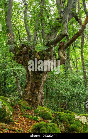 Buchenwald mit moosigen Felsbrocken und braunen Blättern, die zu Boden gefallen sind. Holz von Sant'Antonio, Pescocostanzo, Abruzzen Stockfoto