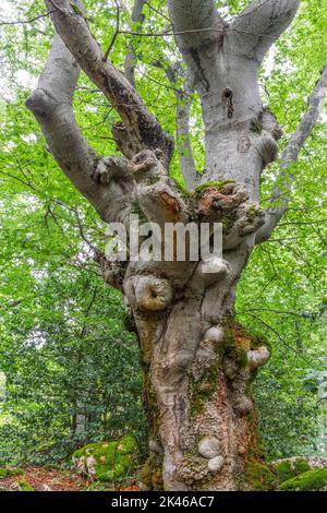 Buchenwald mit moosigen Felsbrocken und braunen Blättern, die zu Boden gefallen sind. Holz von Sant'Antonio, Pescocostanzo, Abruzzen Stockfoto