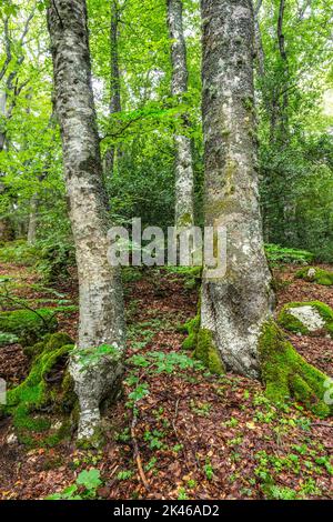 Buchenwald mit moosigen Felsbrocken und braunen Blättern, die zu Boden gefallen sind. Holz von Sant'Antonio, Pescocostanzo, Abruzzen Stockfoto