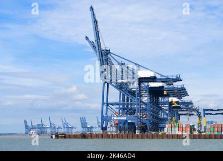 Versand von Containern auf dem Dock im Hafen Felixstowe mit Kränen im Hafen Felixstowe Containerhafen Felixstowe Suffolk England GB Europa Stockfoto