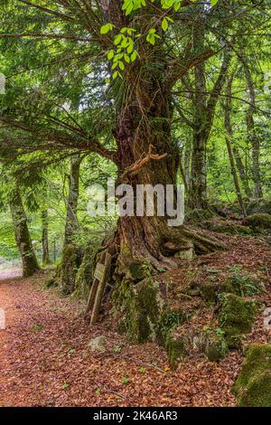 Der ausgehöhlte Stamm eines jahrhundertealten Taxus-Baumes, Taxus baccata, genannt der Inspektor-Dachs im Umbra-Wald. Nationalpark Gargano, Apulien Stockfoto