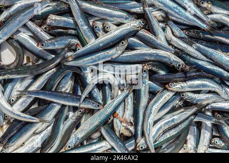 Meeresfrüchte. Schachtel mit Sardellen, frisch gefangen in der Adria, zum Verkauf bereit. Gargano, Apulien, Provinz Foggia, Italien, Europa Stockfoto