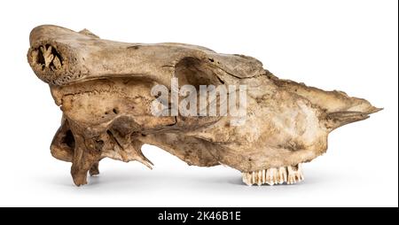 Seitenansicht des Kuhschädels. Isoliert auf weißem Hintergrund. Stockfoto