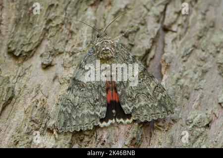 Rote Unterflügelmotte, Catocala nupta, Sussex, getarnt auf Baumstamm-Rinde, Großbritannien, August Stockfoto