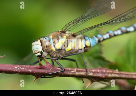 Kopf und Thorax des Wanderers Hawker, Aeshna mixta, Libelle, Nahaufnahme, männlich, September, Großbritannien Stockfoto