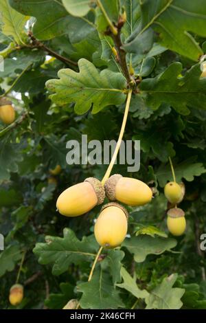 Stieleiche, Englische Eiche, Quercus robur, drei Eicheln, die am Stamm des noch hängenden Baumes hängen, Eicheln, September, Stockfoto