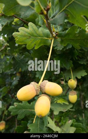Stieleiche, Englische Eiche, Quercus robur, drei Eicheln, die am Stamm des noch hängenden Baumes hängen, Eicheln, September, Stockfoto