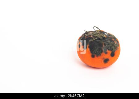 Verfaulte Tomaten. Schimmel auf Gemüse. Verfaultes Produkt.fehlendes Gemüse isoliert auf weißem Hintergrund Stockfoto