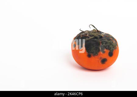 Verfaulte Tomaten. Schimmel auf Gemüse. Verfaultes Produkt.fehlendes Gemüse isoliert auf weißem Hintergrund Stockfoto