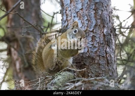 Ein amerikanisches rotes Eichhörnchen, Tamiasciurus hudsonicus, frisst auf einem Baum in Yukon eine Nuss-Kiefer Stockfoto