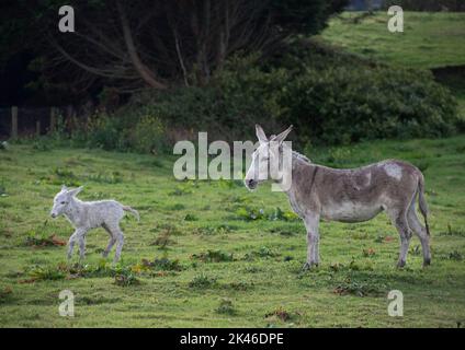 Grau niedlichen Baby Esel und Mutter auf Blumenwiese Stockfoto