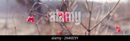 Rote Viburnum-Beeren mit weißem Raureif - Herbst-Bannerpanorama Stockfoto