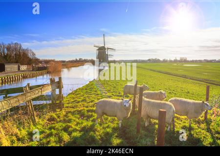 Ländliche Landschaft - Blick auf eine Herde Schafe auf dem Hintergrund der Mühlen an einem sonnigen Tag, die Niederlande Stockfoto
